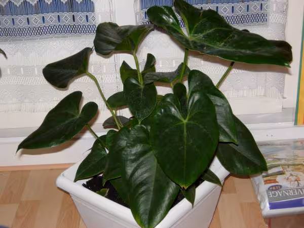 La plante mystere