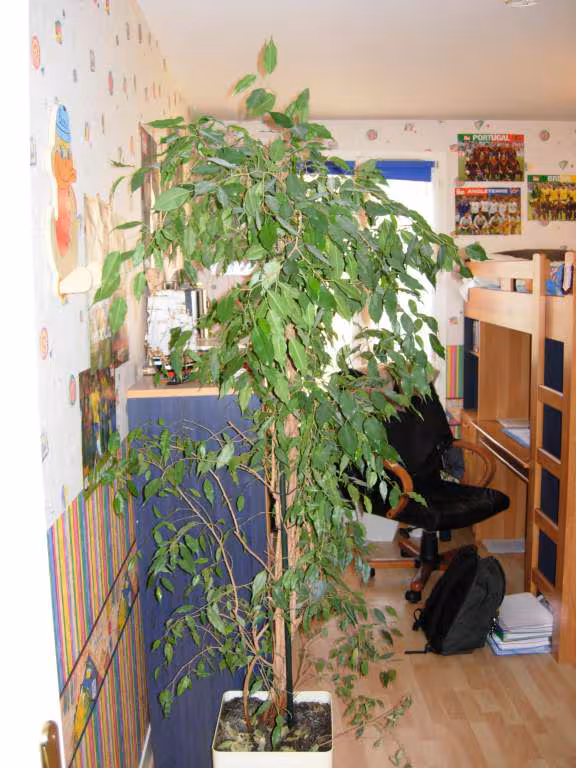 Mon ficus 18 ans