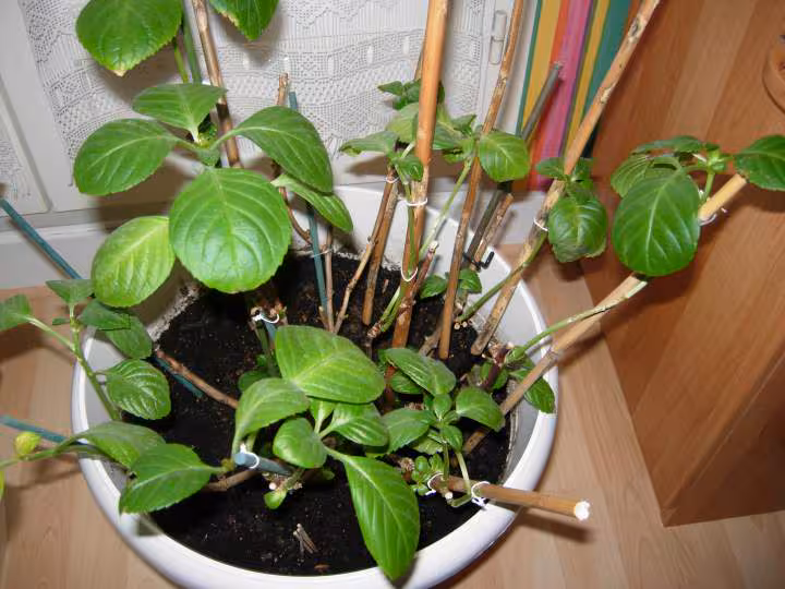 Plante mystere