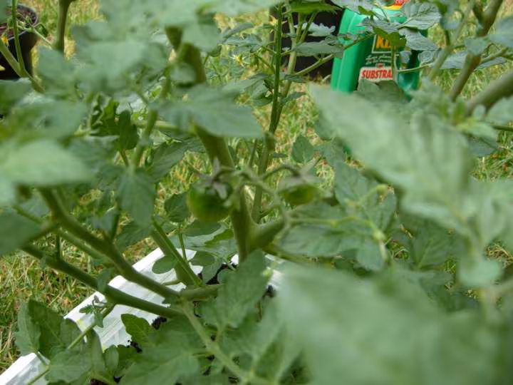 Premiere tomate qui rougit