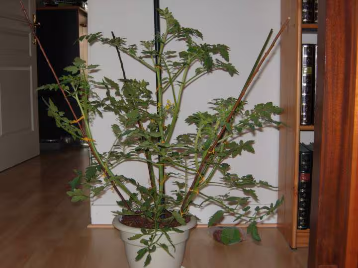 Tomate