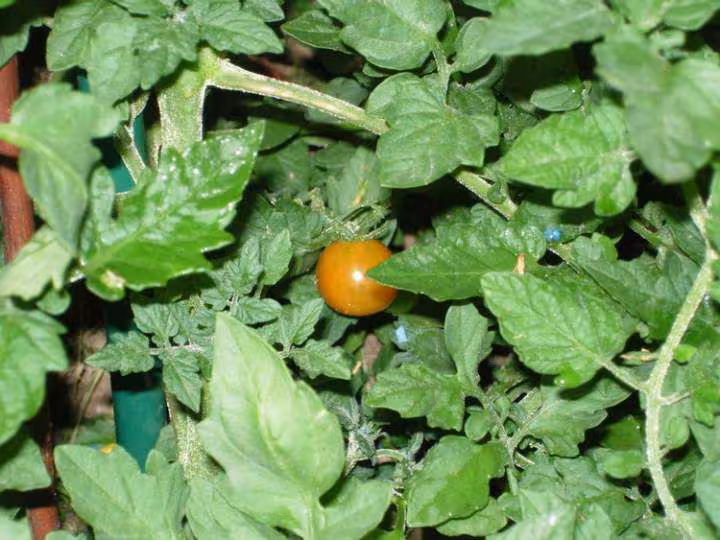 Tomate