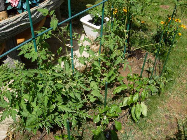 Tomate