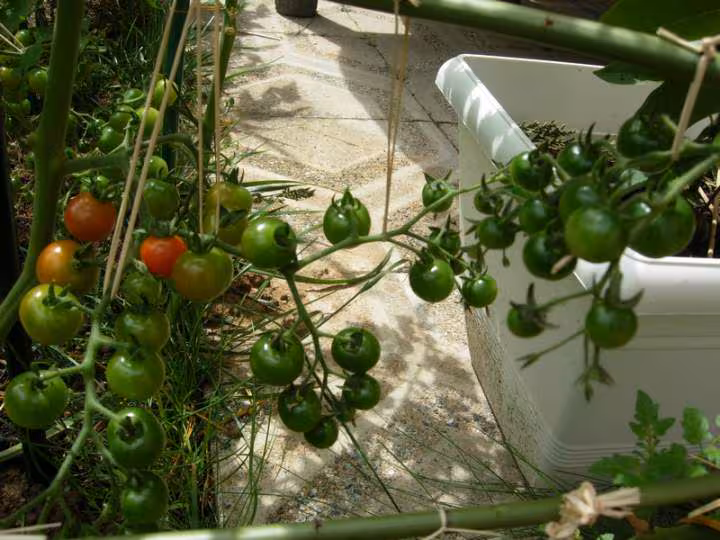 Tomate