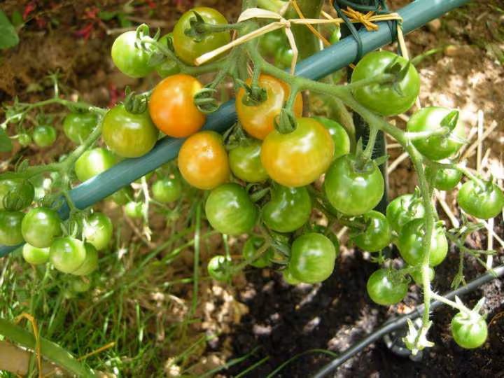 Tomate