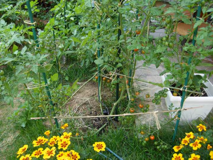 Tomate