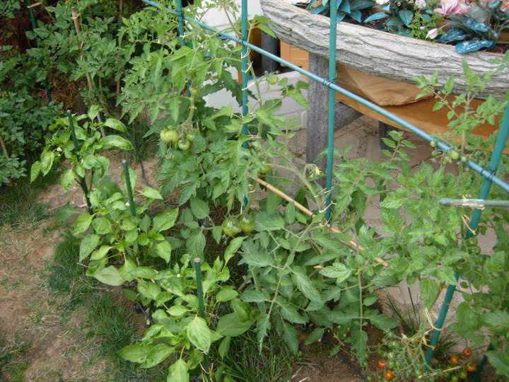 Tomate