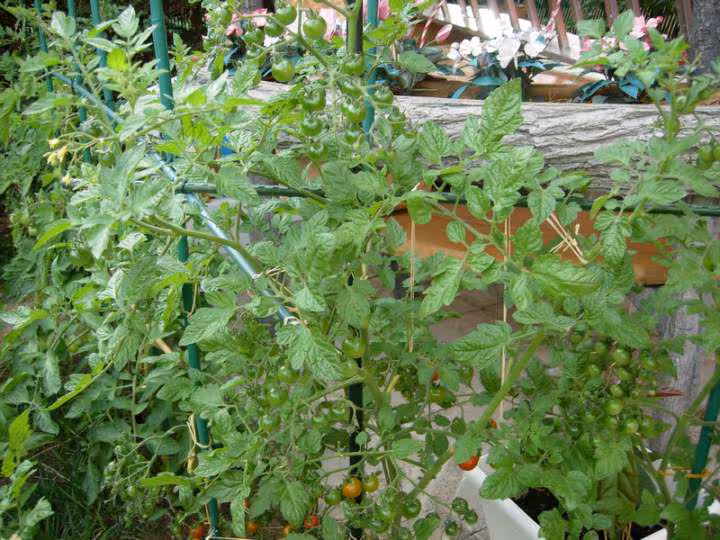Tomate