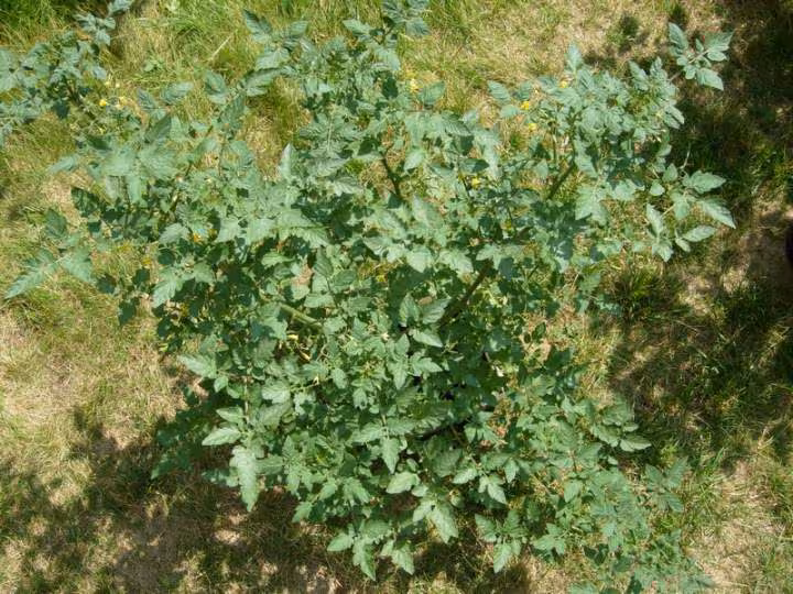 Tomate
