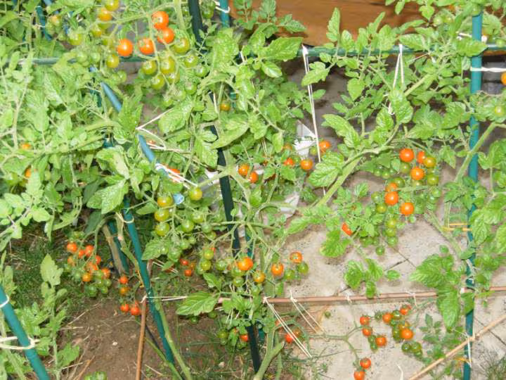 Tomate