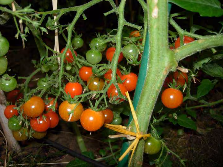 Tomate