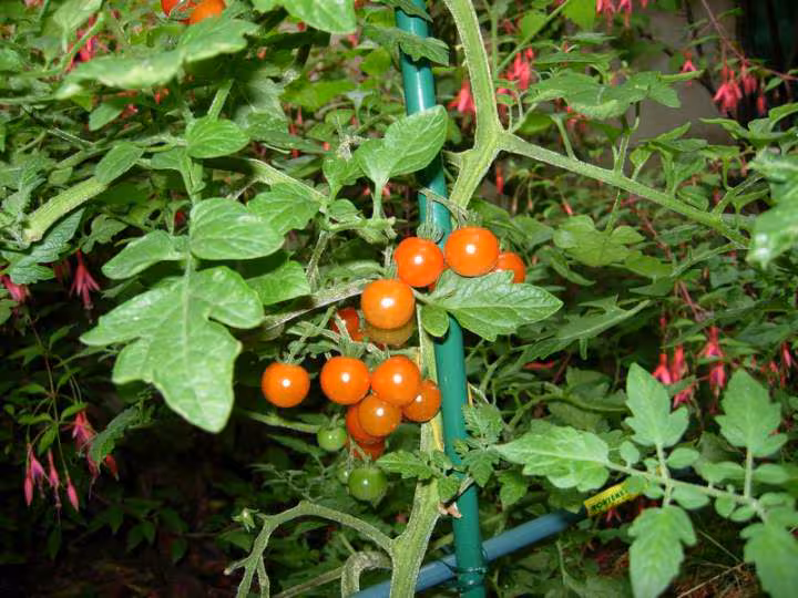 Tomate