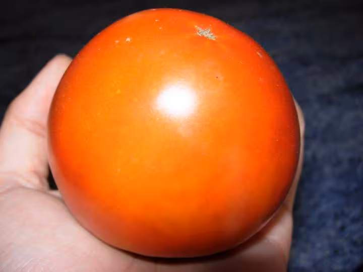 Tomate