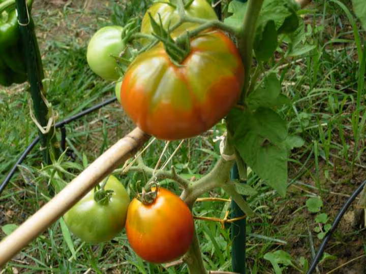 Tomate