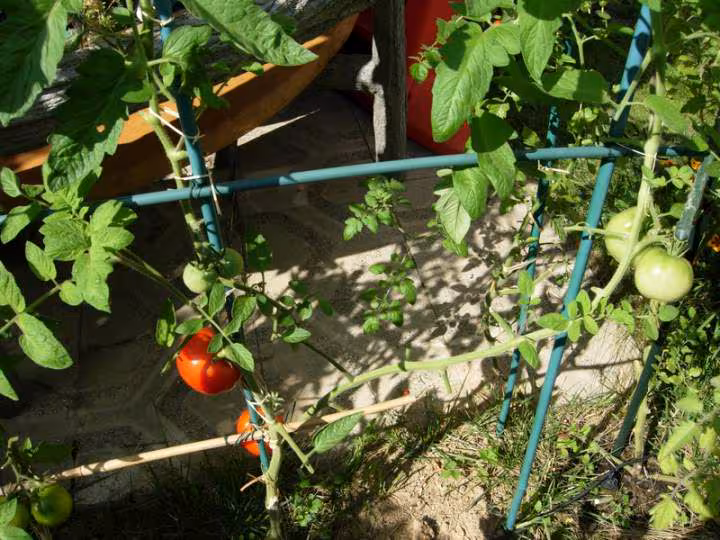 Tomate