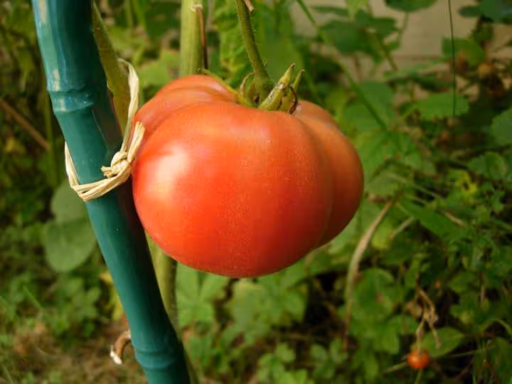 Tomate