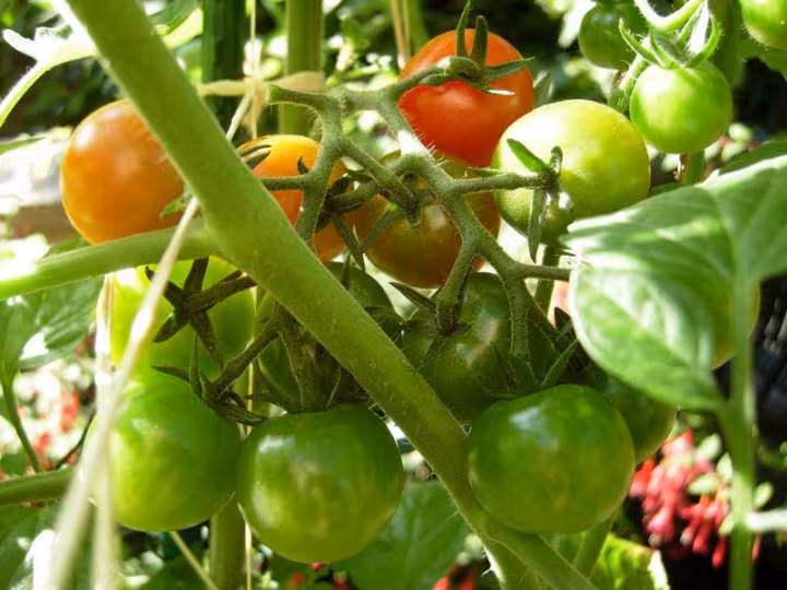 Tomate