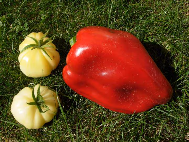 Tomate