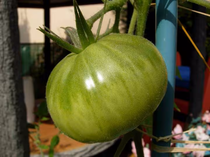 Tomate