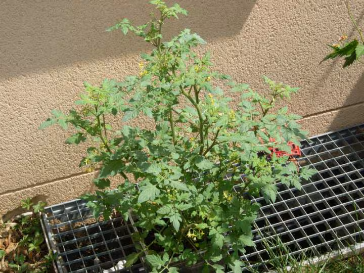 Tomate 3