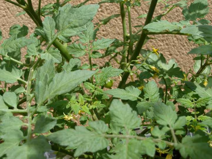 Tomate 3bis
