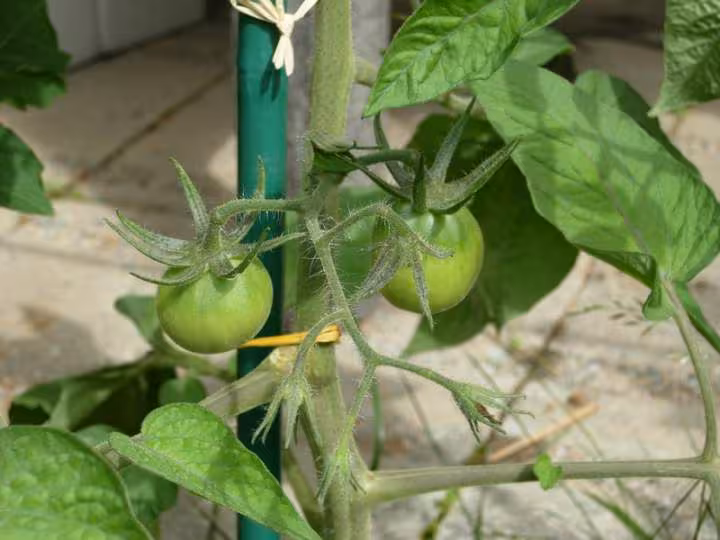 Tomate japanese