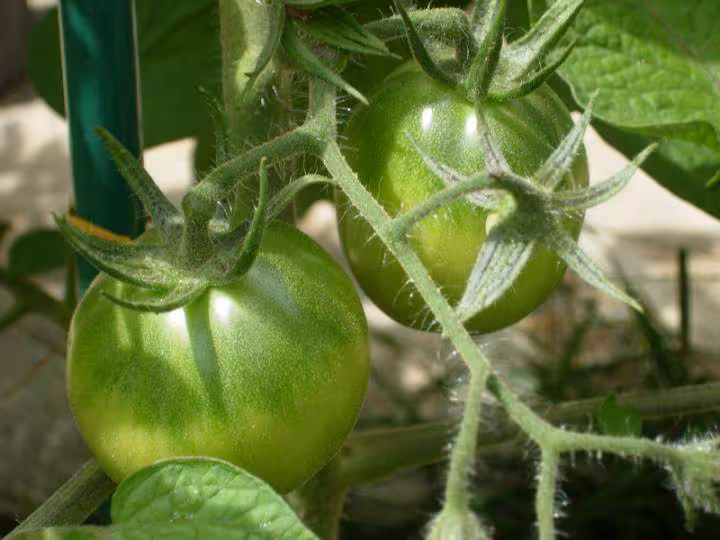 Tomate japanese