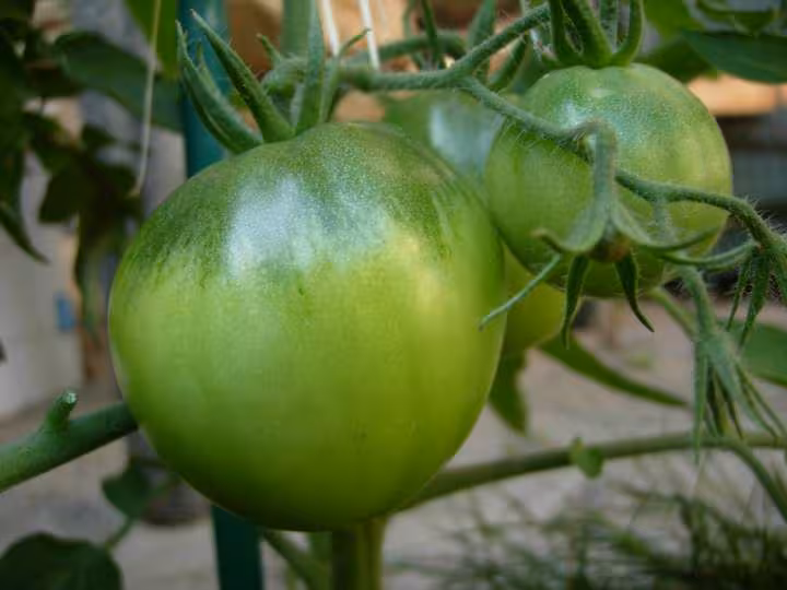 Tomate japanese
