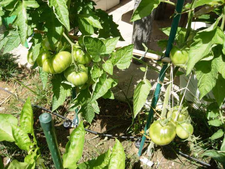 Tomate japanese