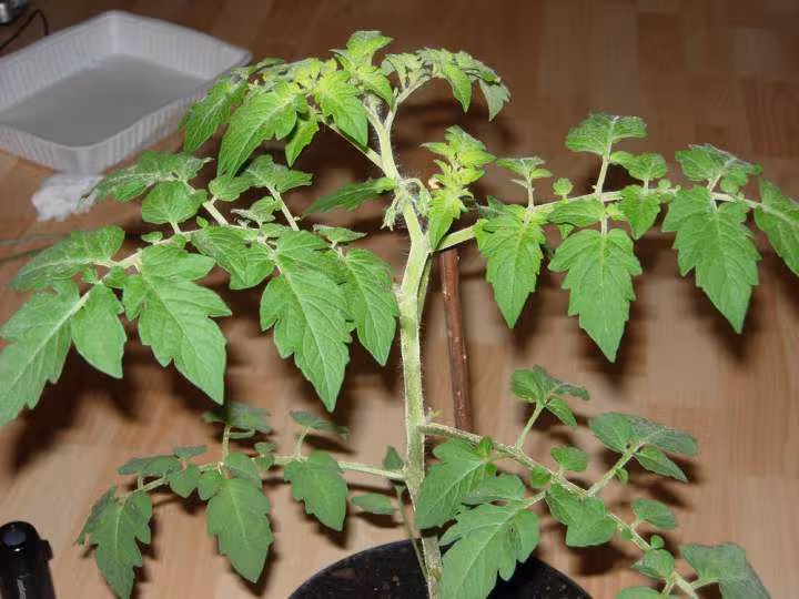 Tomate mieldu mexique