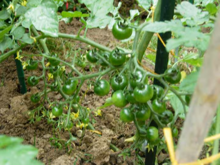 Tomates