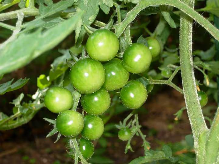 Tomates