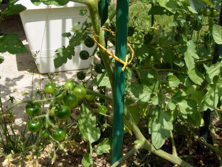 Tomates