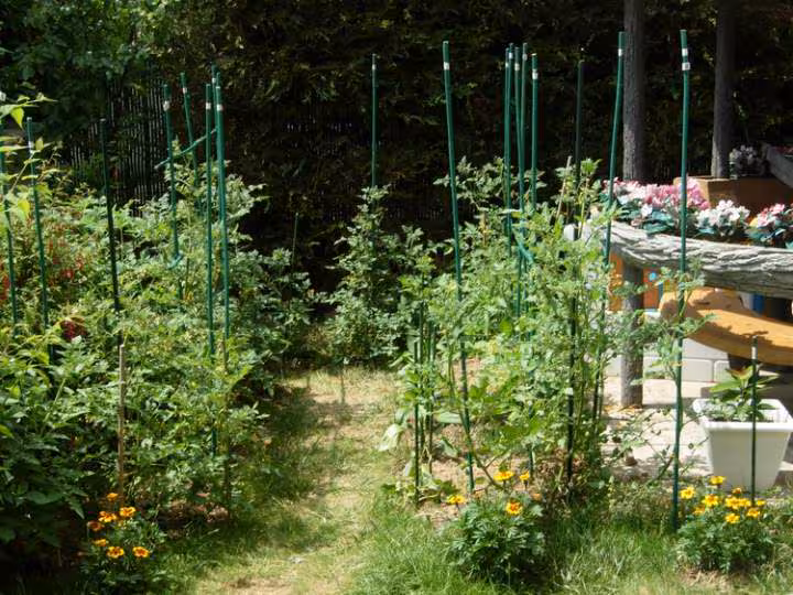 Tomates