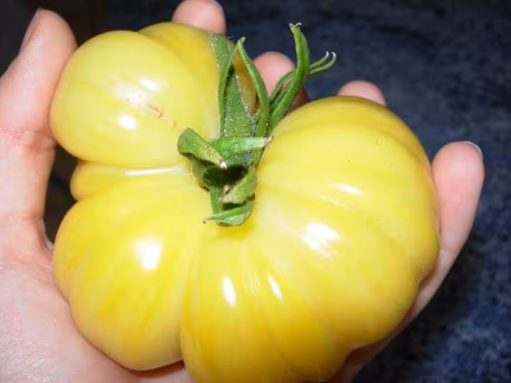 Tomates