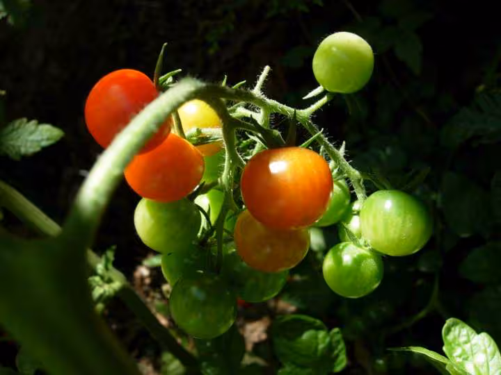 Tomates