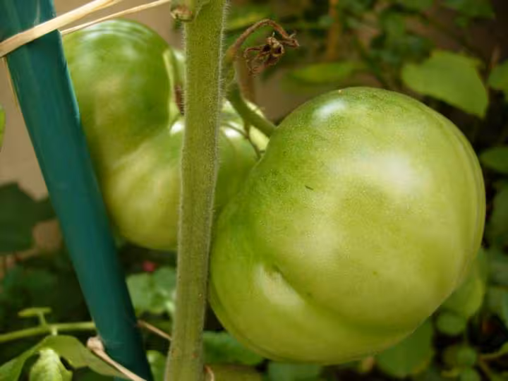 Tomates