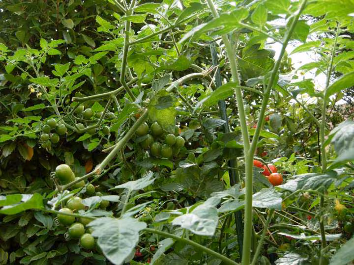 Tomates