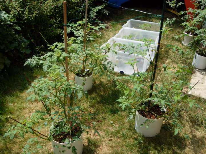 Tomates 1