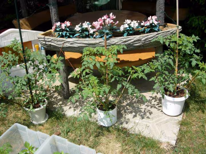 Tomates 2