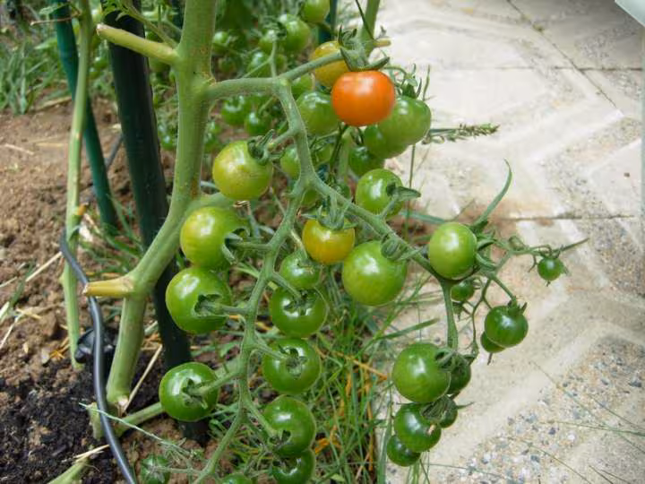 Tomates cerises