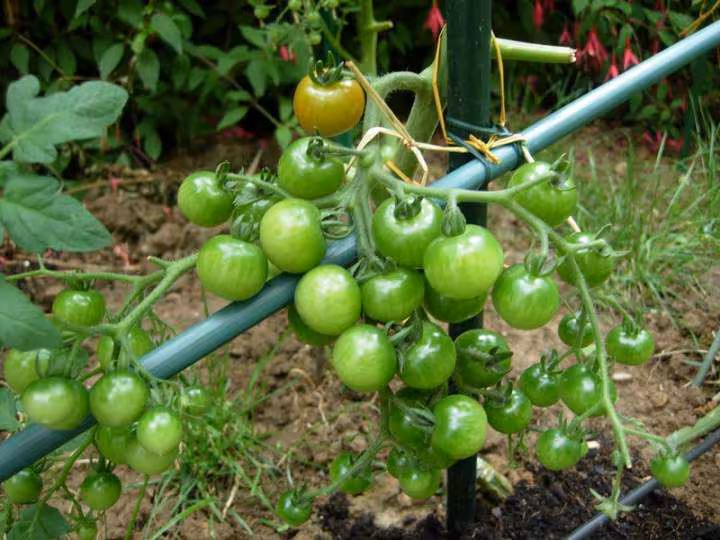 Tomates cerises
