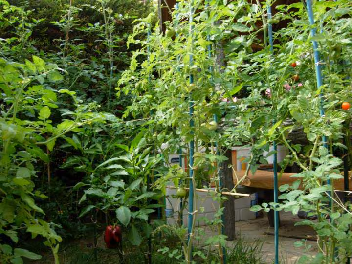Tomatoes
