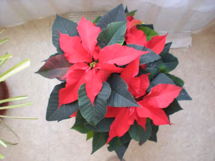 Etoile de noel