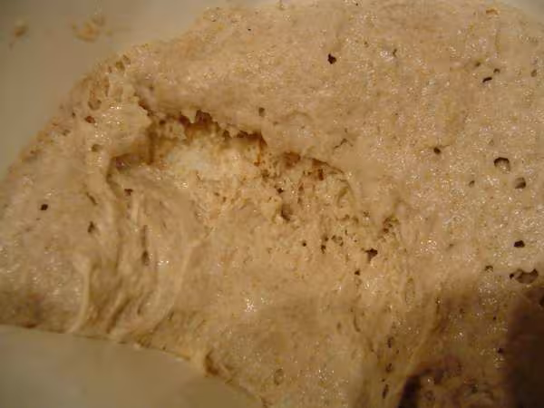 Levain cacouette