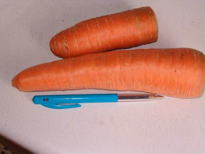 Carootes du jardin
