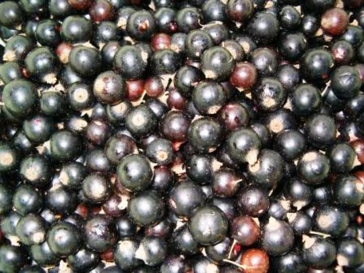 Cassis