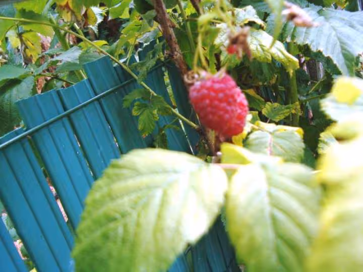 Framboises de mon jardin pour alcool