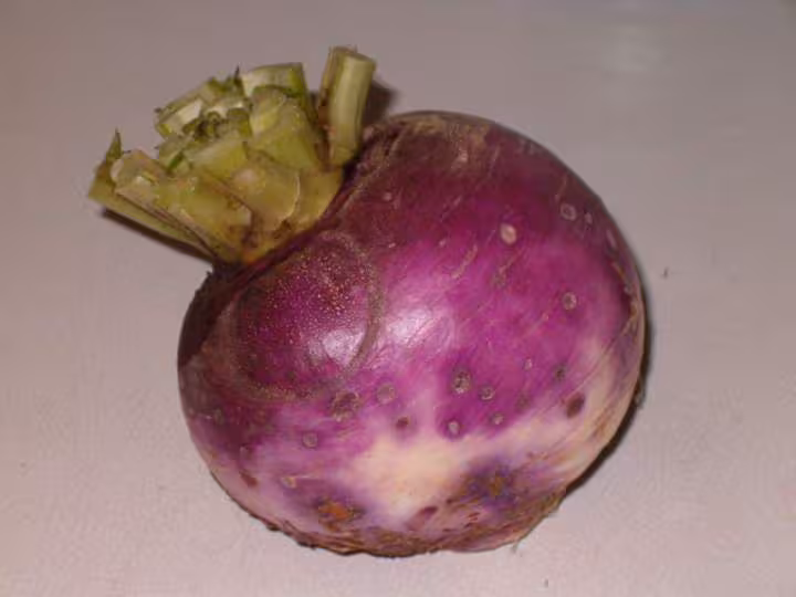 Navet de mon jardin