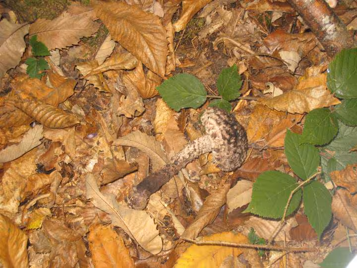 Champignon inconnu